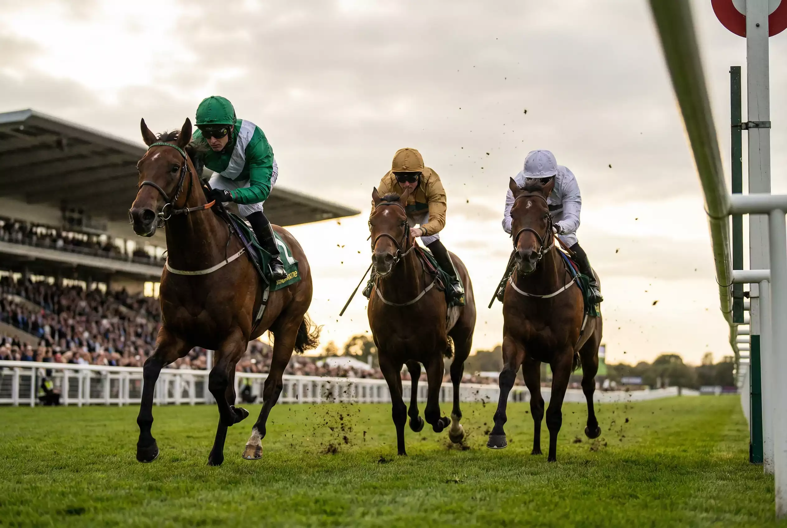 Zweierwette Dreierwette Pferdewetten — drei Galopppferde in enger Reihenfolge kurz vor dem Ziel auf einer Rasenrennbahn